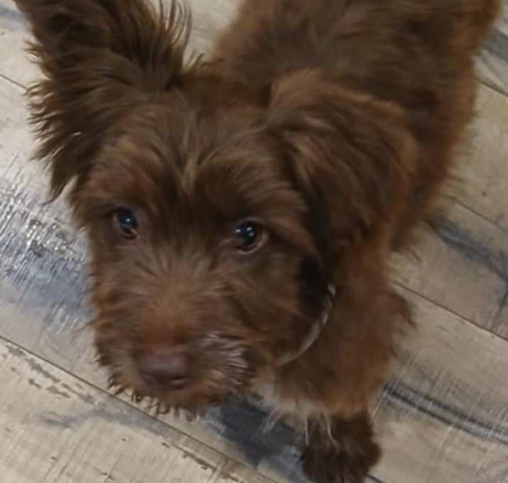 Photo of Coco