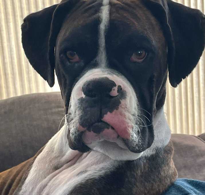 Photo of Rocco