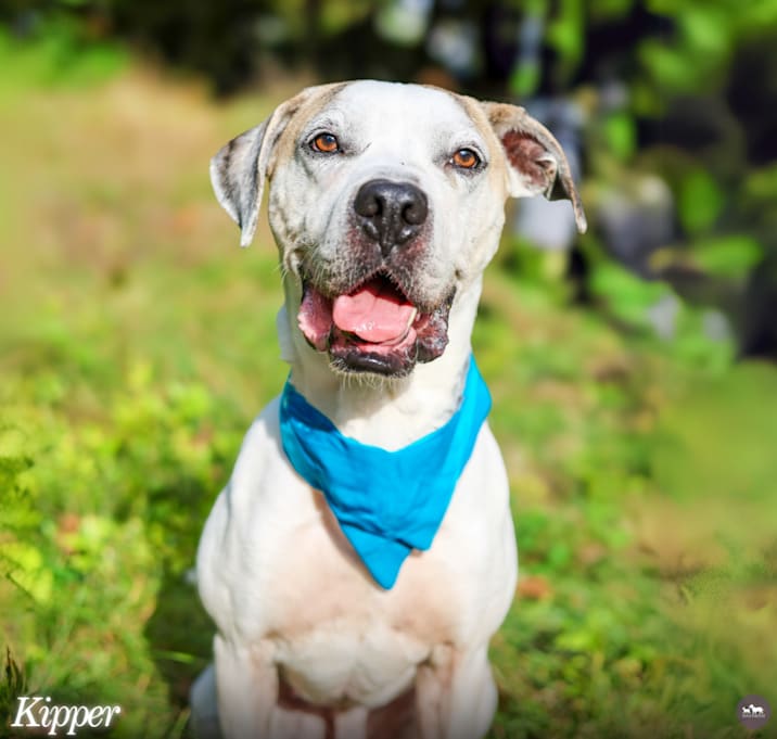 Photo of Kipper