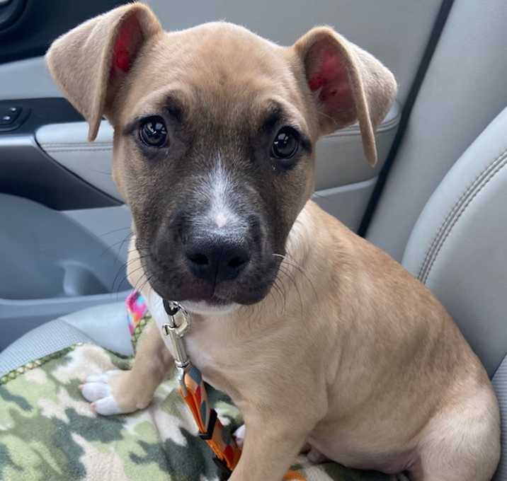 Photo of Bronson
