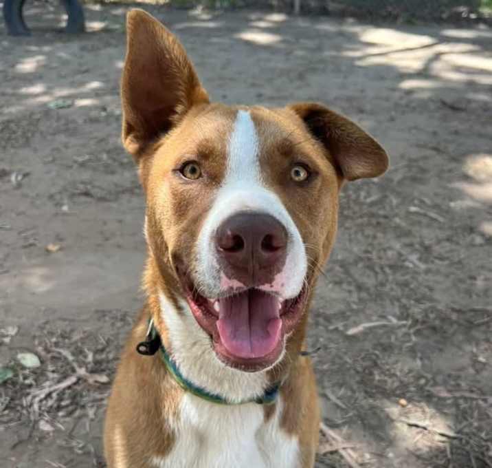 Photo of Copper