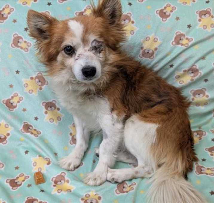 Photo of URGENT! SHELTER IS FULL
