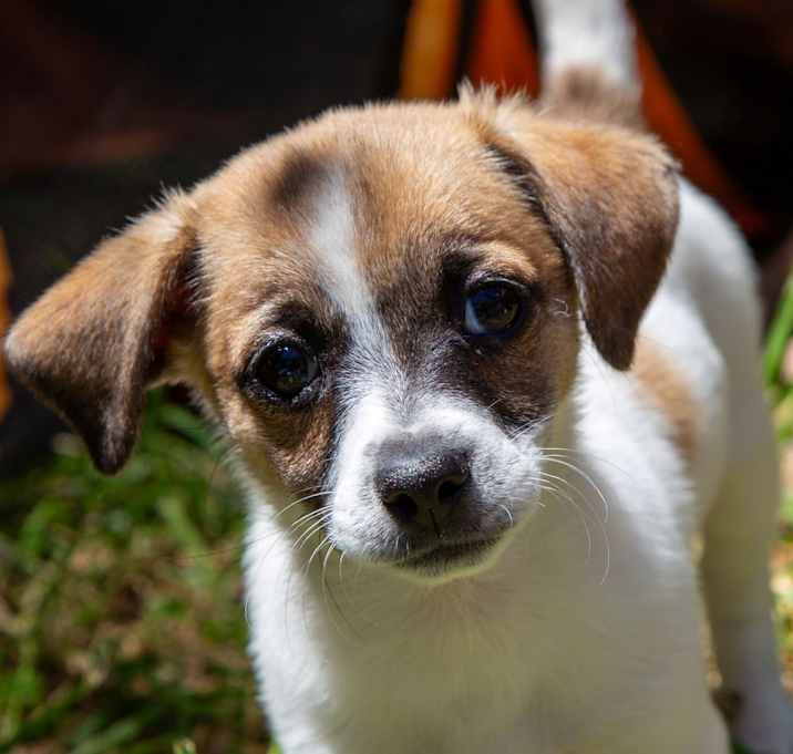 Photo of Piper