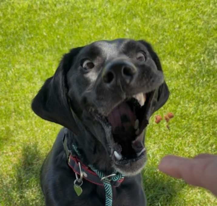 Photo of Louie