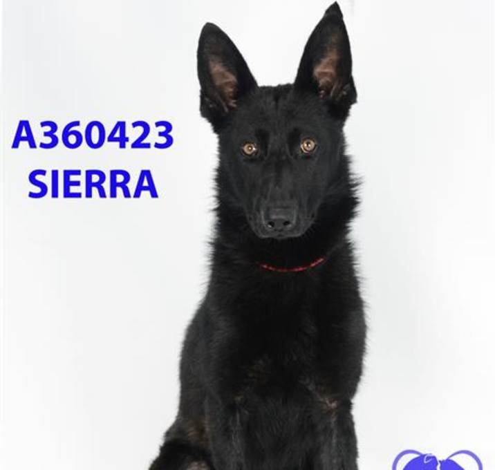 Photo of SIERRA
