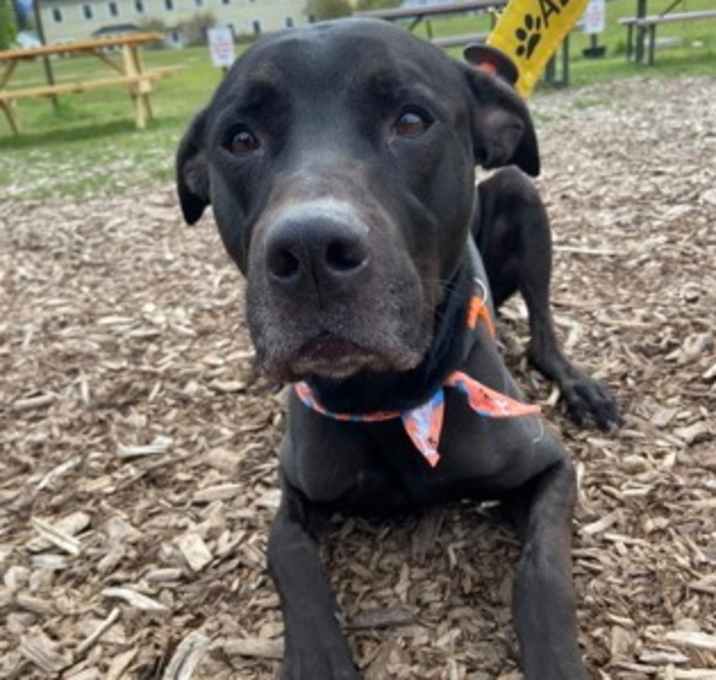 Photo of Smokey
