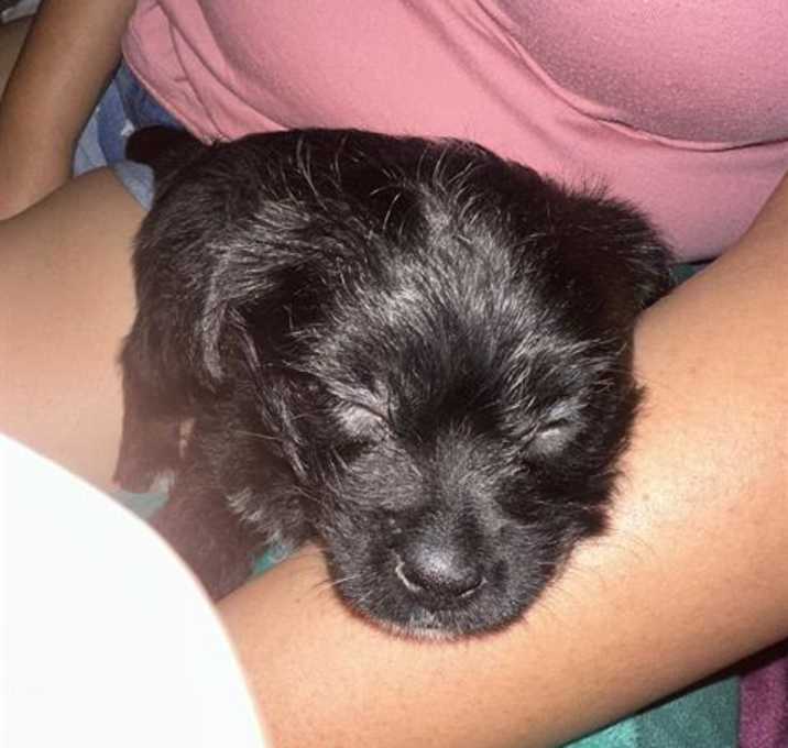 Photo of FIFI