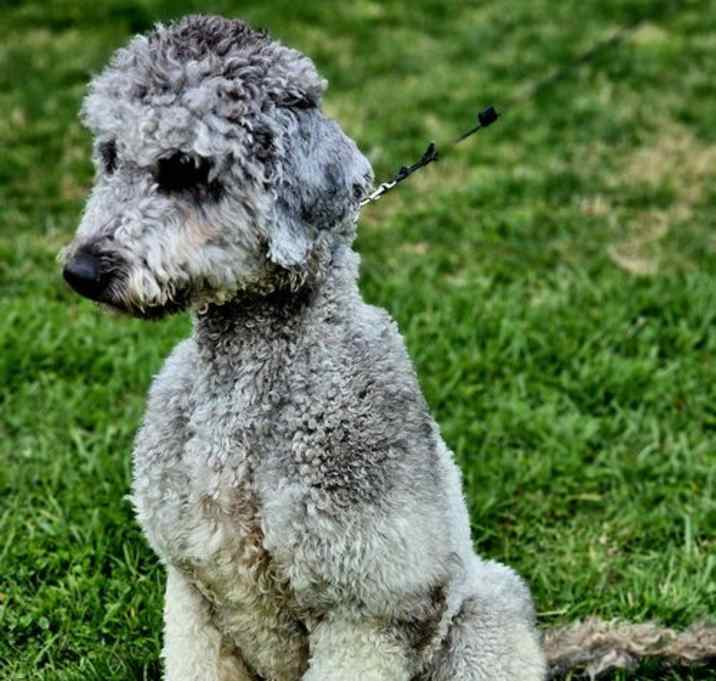 Photo of ROUX
