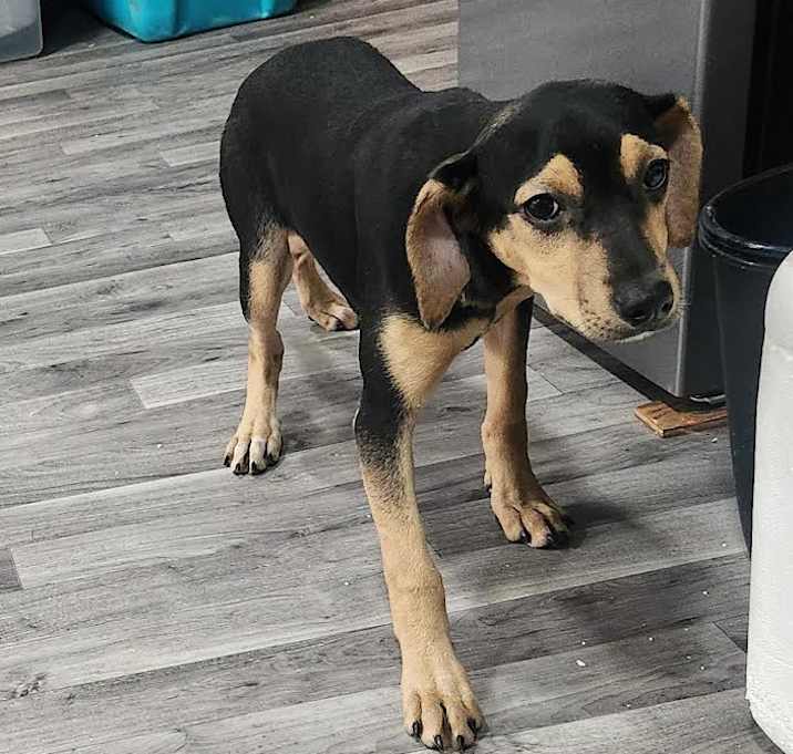 Photo of Skye