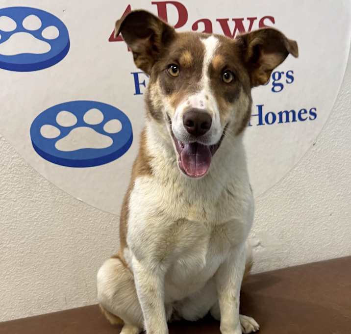 Photo of Daisy