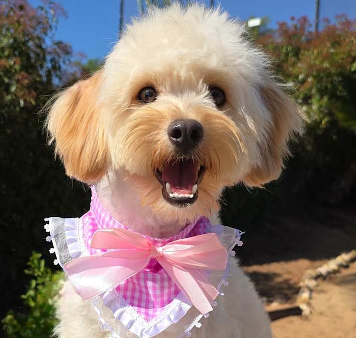 Photo of Molly