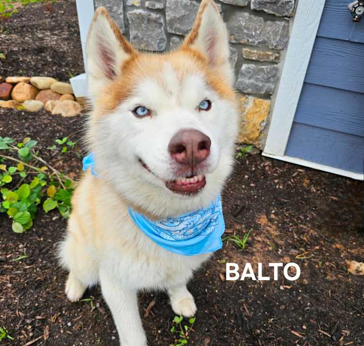 Photo of Balto