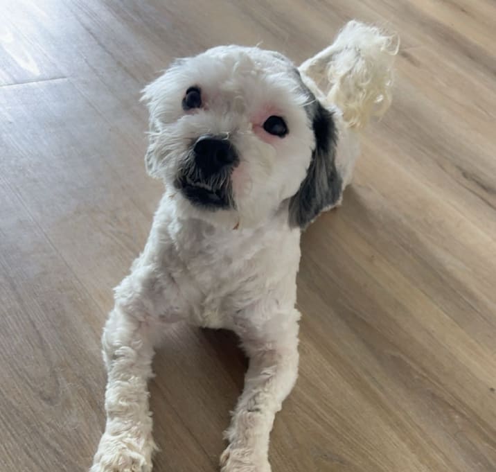 Photo of Romeo