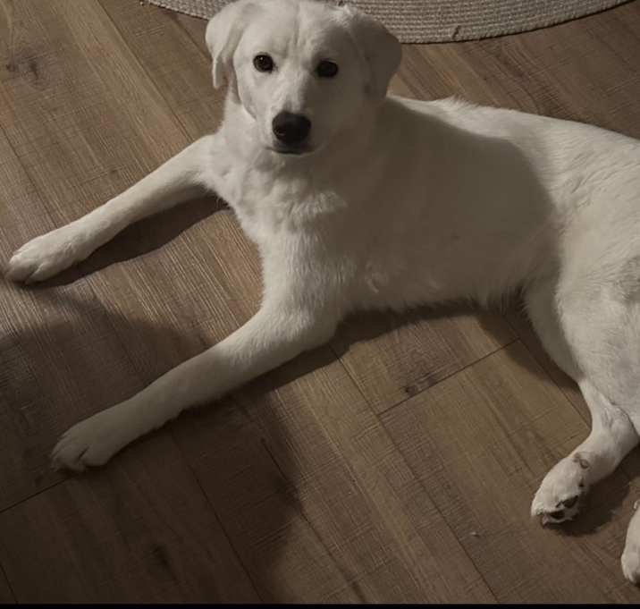 Photo of Daisy
