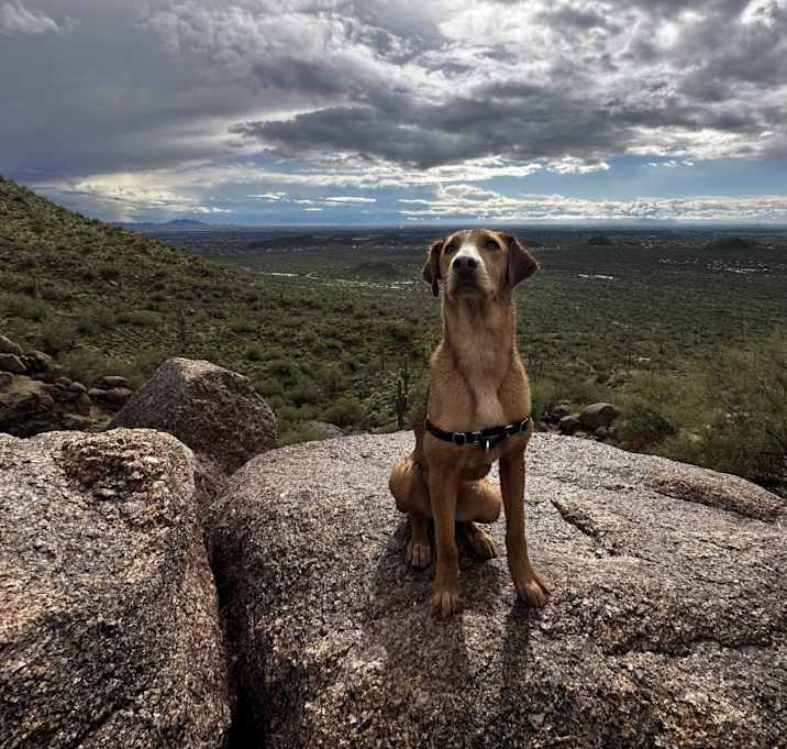 Photo of Copper
