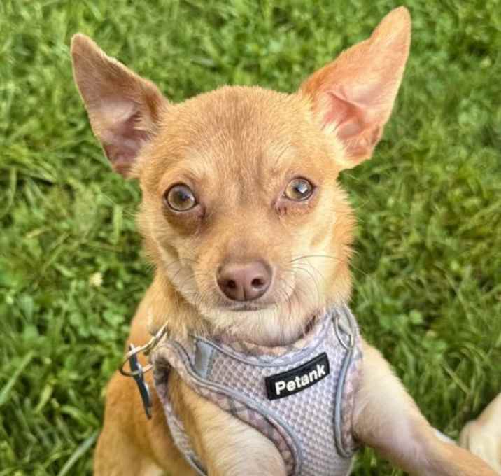 Photo of Tito