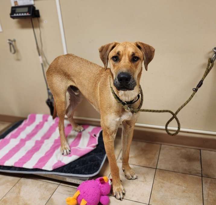 Photo of Scooby (mcas)