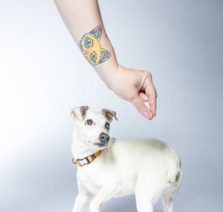Photo of Buddy