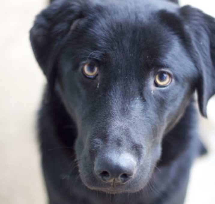 Photo of Luna