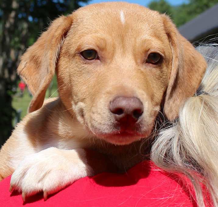 Photo of Barney