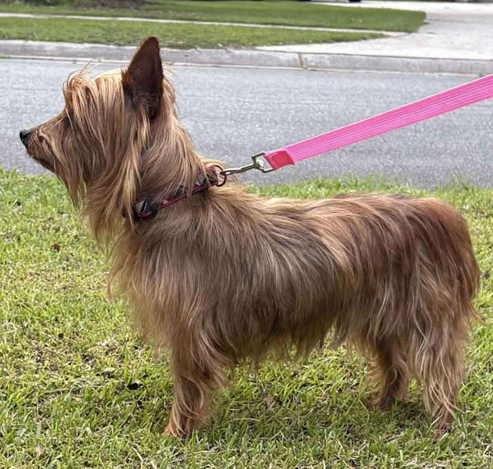 Photo of Thistle