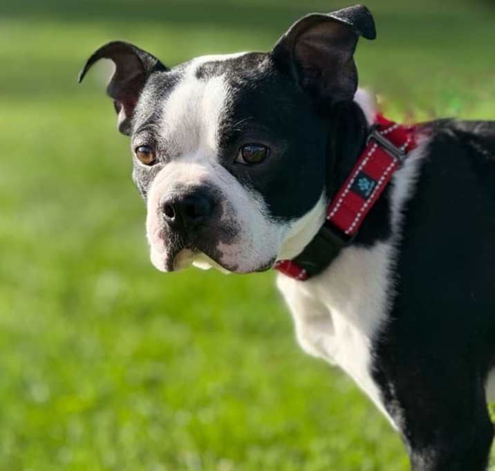 Photo of Buster