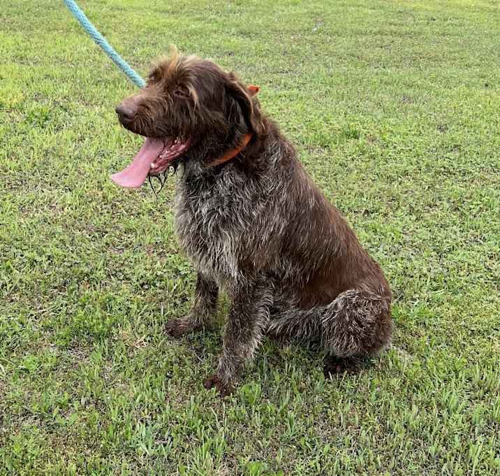 Photo of Whiskey