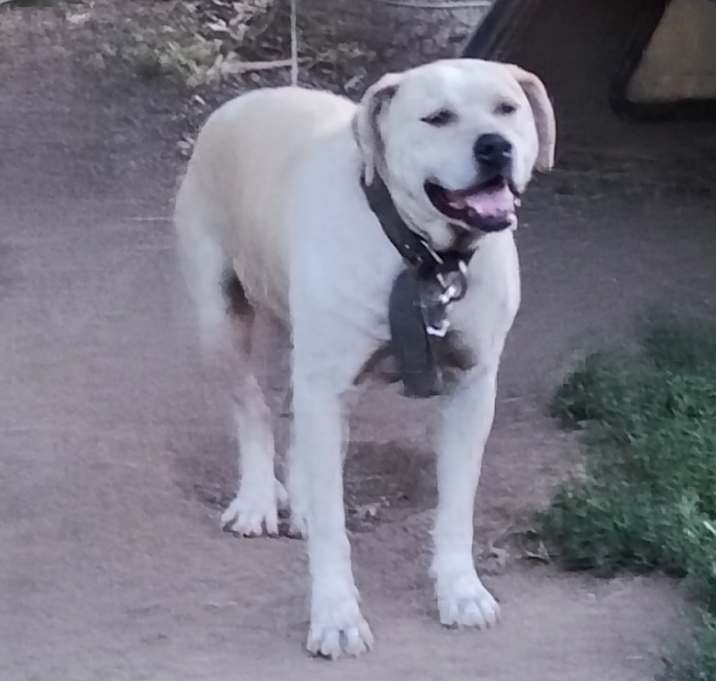Photo of Bella