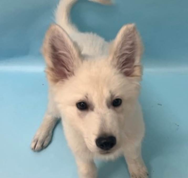 Photo of Cirrus