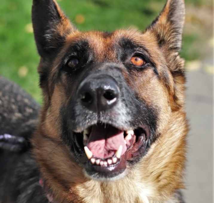Photo of Shelby