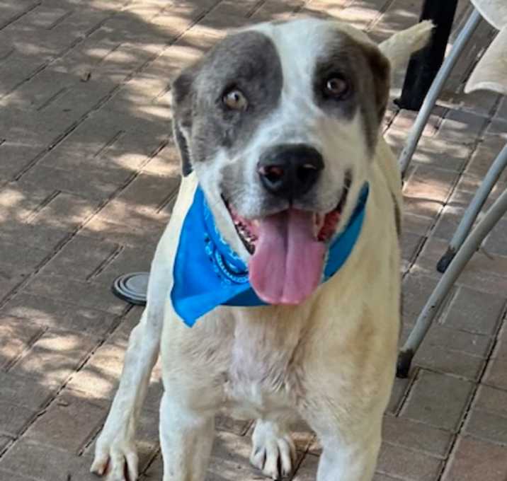 Photo of Roscoe