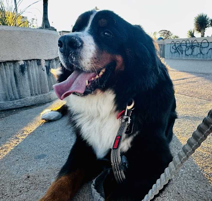 Photo of Niko
