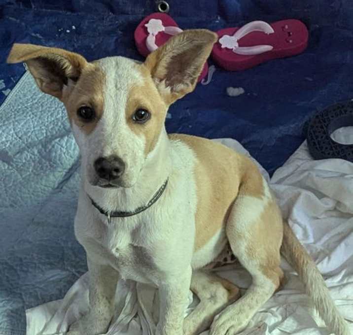 Photo of Calypso