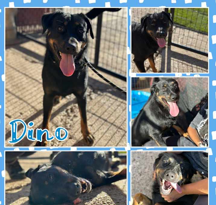 Photo of Dino