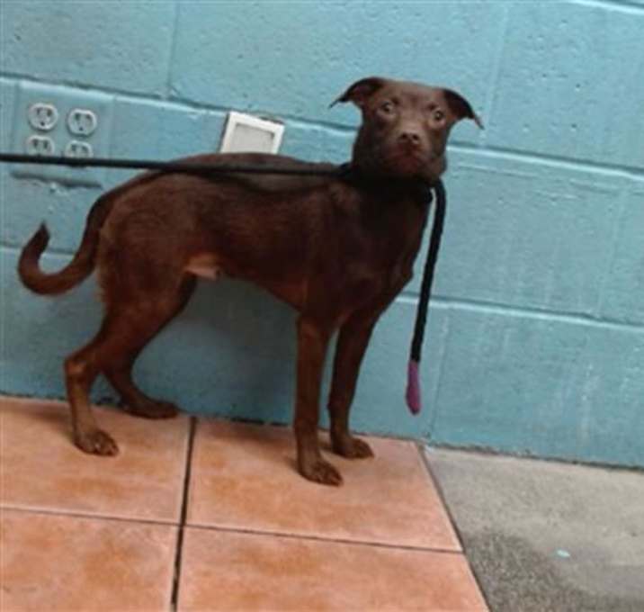 Photo of BROWNIE