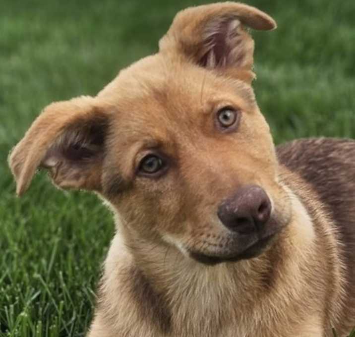 Photo of Gunner