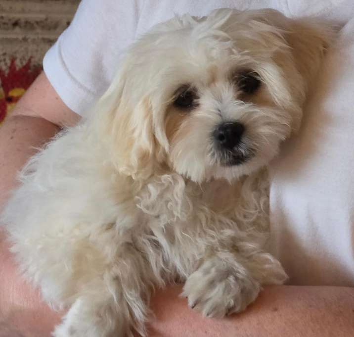 Photo of Molly Muffin