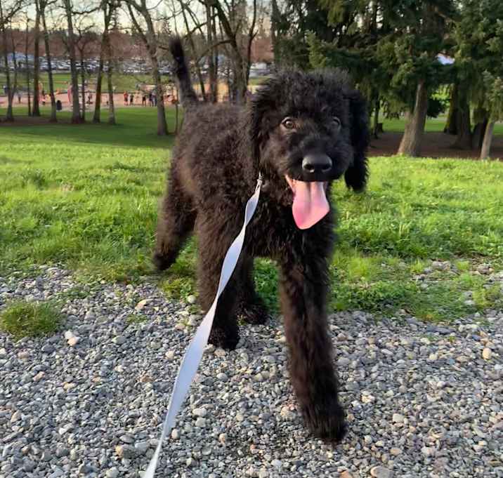 Photo of Bruno
