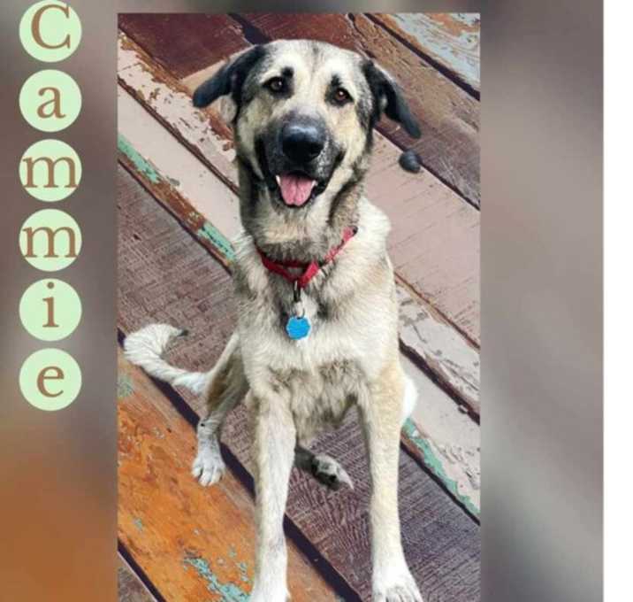 Photo of CAMMIE