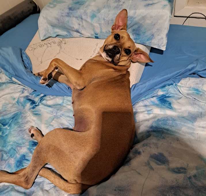 Photo of Koda