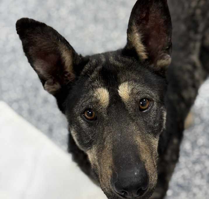 Photo of Daisy