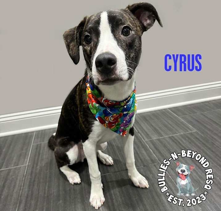 Photo of Cyrus
