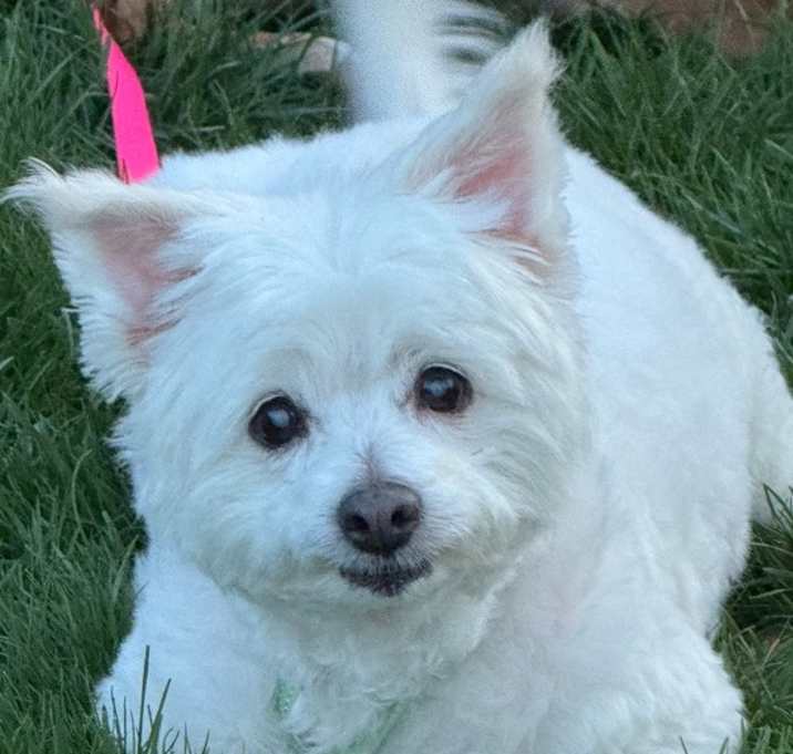 Photo of Belle