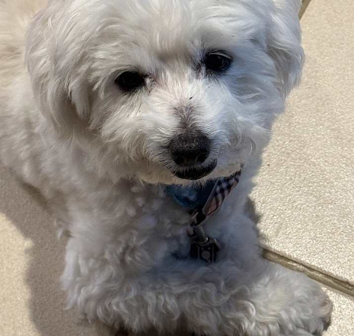 Photo of Apollo