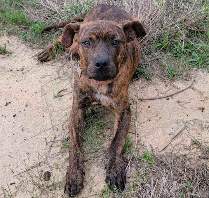 Photo of Tigger