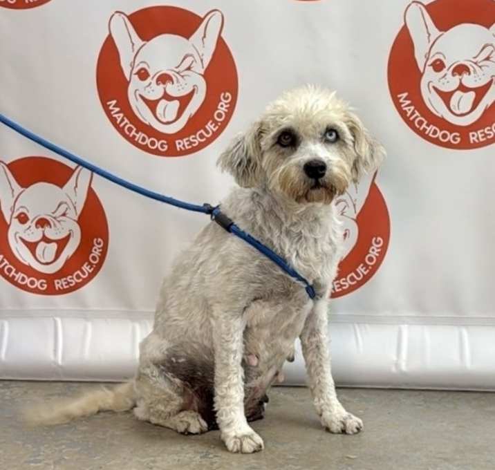 Photo of AKIRA  26 LBS   3-5 YRS  ARRIVING JUNE 7TH