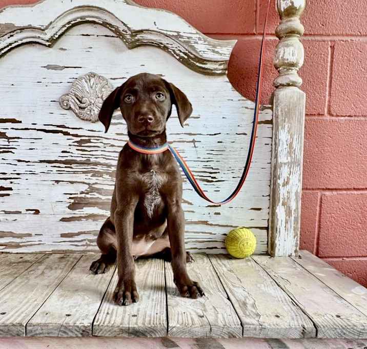 Photo of PIA   9 LB PUPPY   4.5 MOS   ARRIVING JUNE 7TH