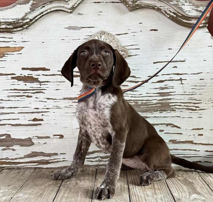 Photo of PIXIE  13 LB PUPPY  4.5 MOS  ARRIVING JUNE 7TH