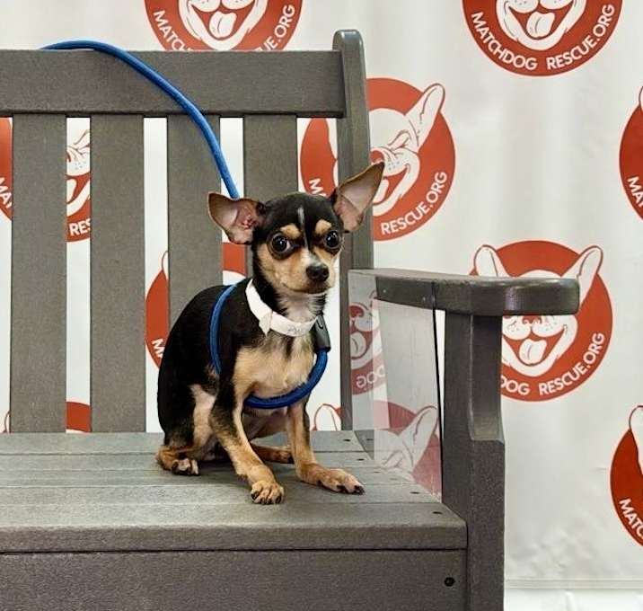 Photo of JESSY   4 LBS   9 MOS   ARRIVING JUNE 7TH