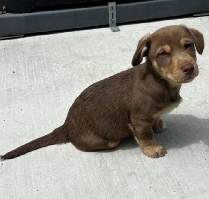 Photo of Snickers